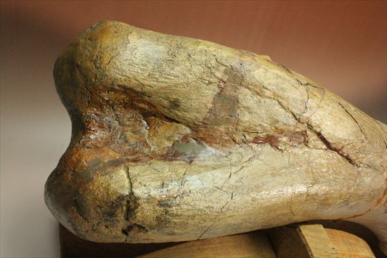 7kgオーバー!エドモントサウルスの上腕骨化石(その11)
