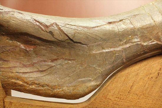 7ｋｇオーバー！エドモントサウルスの上腕骨化石（その12）