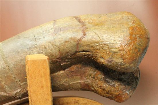 7ｋｇオーバー！エドモントサウルスの上腕骨化石（その13）