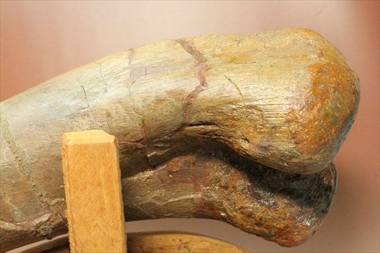 7kgオーバー!エドモントサウルスの上腕骨化石(その13)