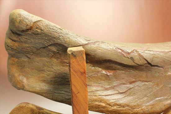 7ｋｇオーバー！エドモントサウルスの上腕骨化石（その14）