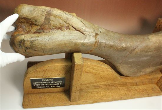 7kgオーバー!エドモントサウルスの上腕骨化石(その15)
