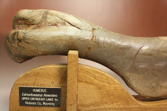 7kgオーバー!エドモントサウルスの上腕骨化石(その2)