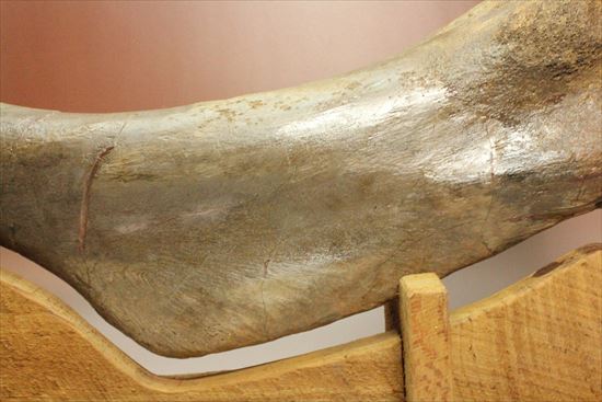 7kgオーバー!エドモントサウルスの上腕骨化石(その4)