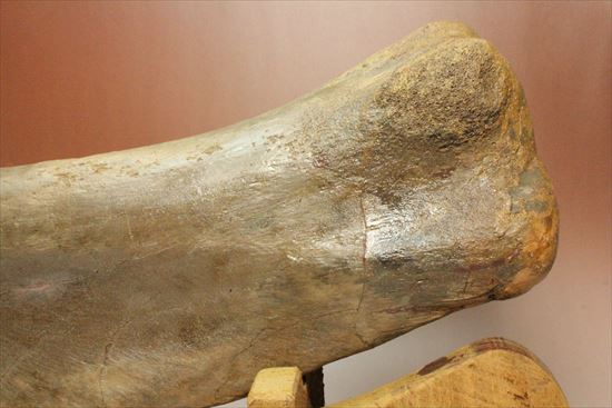 7kgオーバー!エドモントサウルスの上腕骨化石(その5)