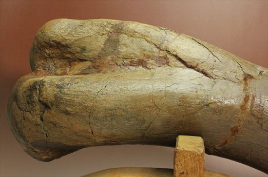7ｋｇオーバー！エドモントサウルスの上腕骨化石（その6）