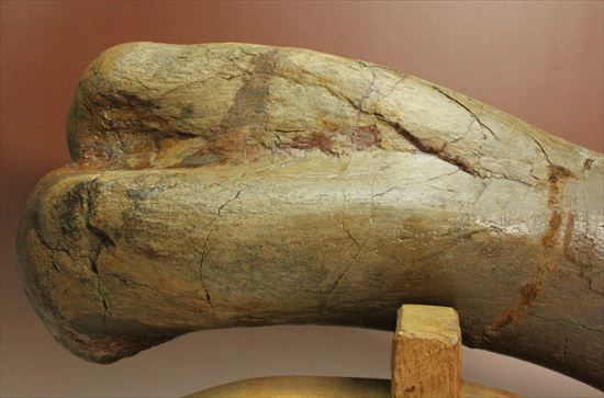 7kgオーバー!エドモントサウルスの上腕骨化石(その6)