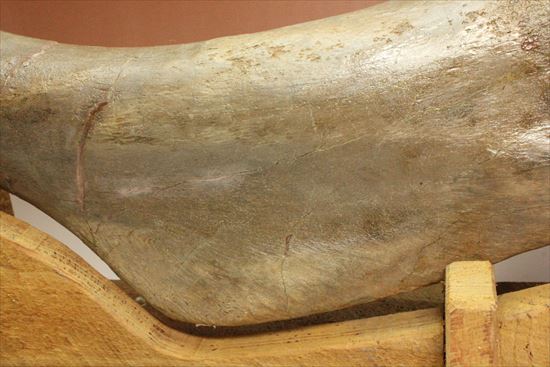 7kgオーバー!エドモントサウルスの上腕骨化石(その7)