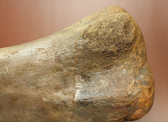 7kgオーバー!エドモントサウルスの上腕骨化石(その8)