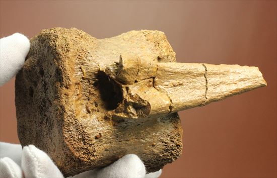 特価!白亜紀の巨大恐竜 エドモントサウルスの脊椎骨(その11)