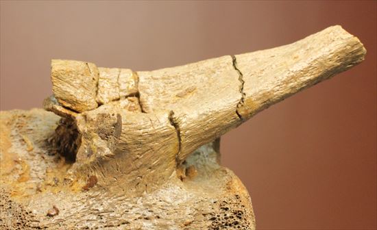 特価!白亜紀の巨大恐竜 エドモントサウルスの脊椎骨(その12)