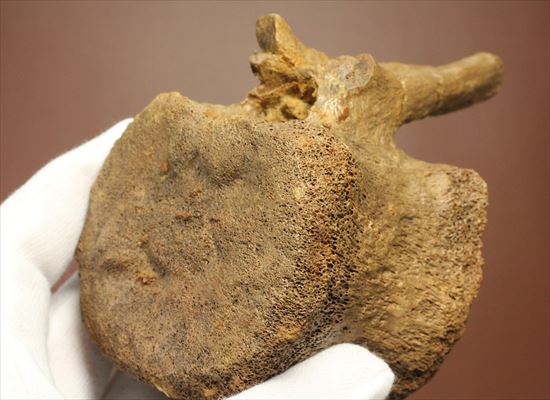 特価!白亜紀の巨大恐竜 エドモントサウルスの脊椎骨(その13)