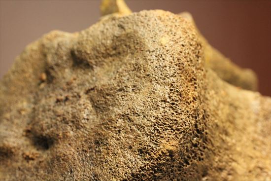 特価!白亜紀の巨大恐竜 エドモントサウルスの脊椎骨(その14)