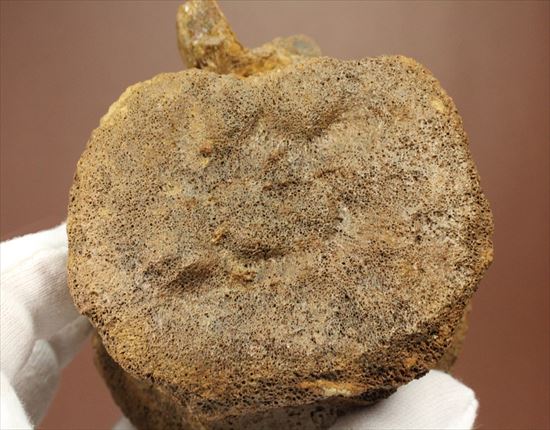 特価!白亜紀の巨大恐竜 エドモントサウルスの脊椎骨(その15)
