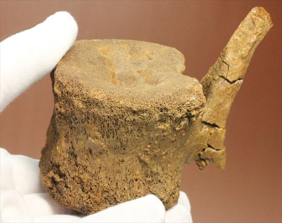 特価!白亜紀の巨大恐竜 エドモントサウルスの脊椎骨(その16)