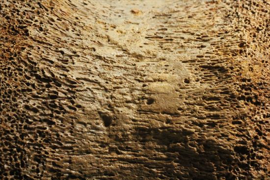 特価!白亜紀の巨大恐竜 エドモントサウルスの脊椎骨(その17)