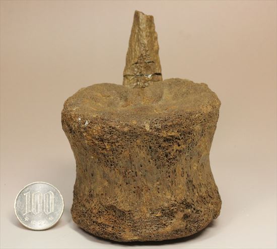 特価!白亜紀の巨大恐竜 エドモントサウルスの脊椎骨(その19)