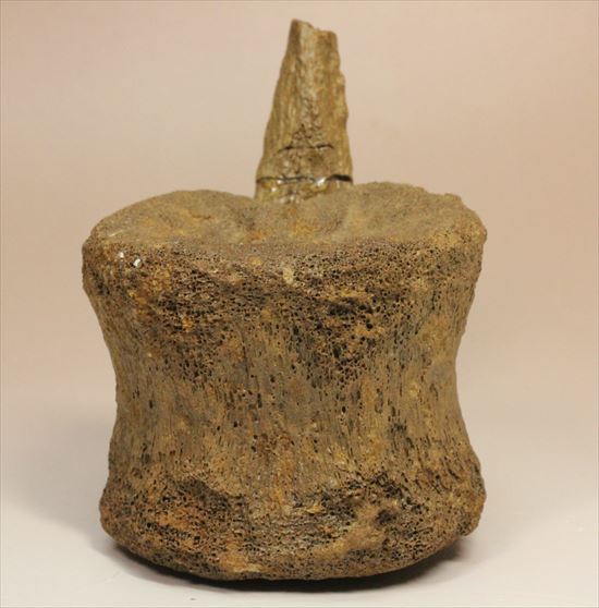 特価!白亜紀の巨大恐竜 エドモントサウルスの脊椎骨(その2)