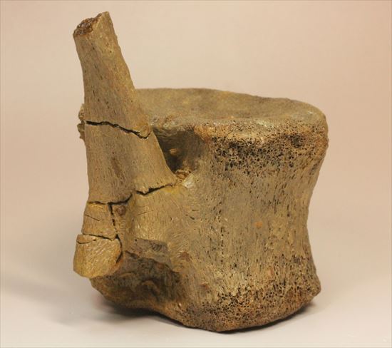 特価!白亜紀の巨大恐竜 エドモントサウルスの脊椎骨(その5)