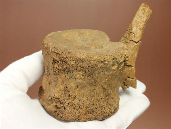 特価!白亜紀の巨大恐竜 エドモントサウルスの脊椎骨(その9)