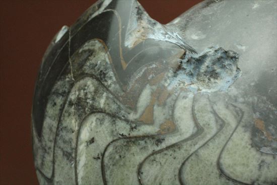 独特の模様と厚みが特徴的なゴニアタイト(goniatite)　特価です！（その11）