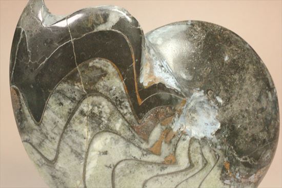 独特の模様と厚みが特徴的なゴニアタイト(goniatite) 特価です