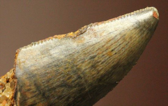 肉食恐竜の本物の歯！４ケタ価格でご紹介！エナメルパターンの保存状態抜群のドロマエオサウルスの歯化石（その7）