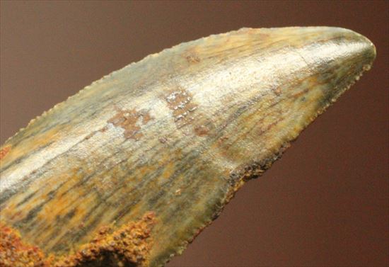 肉食恐竜の本物の歯！４ケタ価格でご紹介！エナメルパターンの保存状態抜群のドロマエオサウルスの歯化石（その8）