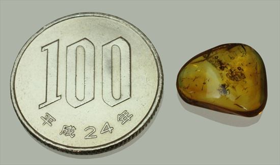 バルト海のクモ入り琥珀　1.1ｃｍ×1.3ｃｍ×厚0.3ｃｍ（その8）