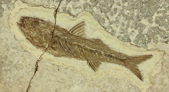 小骨やヒレの構造まで保存されている魚化石（その1）