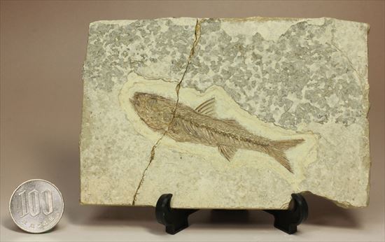 小骨やヒレの構造まで保存されている魚化石（その10）