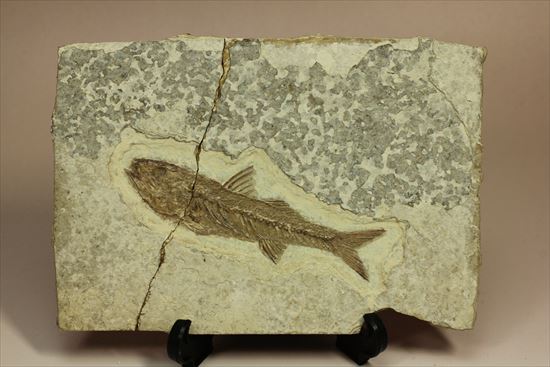 小骨やヒレの構造まで保存されている魚化石（その2）