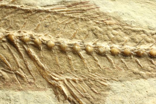 小骨やヒレの構造まで保存されている魚化石（その7）