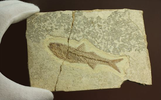 小骨やヒレの構造まで保存されている魚化石（その9）