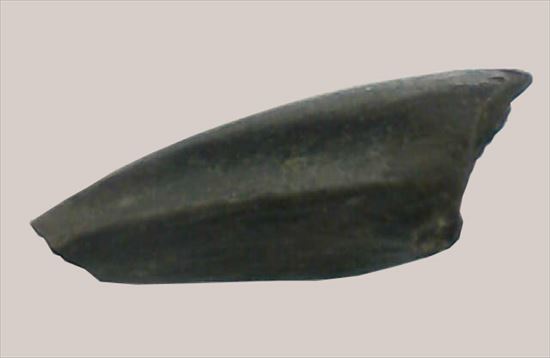 赤ちゃん?!ドロマエオサウルスのフットクロウ(Dromaeosaurus foot claw)(その1)