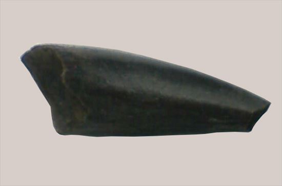 赤ちゃん?!ドロマエオサウルスのフットクロウ(Dromaeosaurus foot claw)(その2)