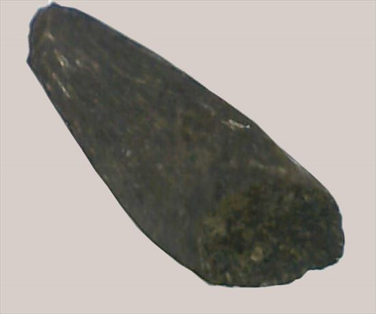 赤ちゃん?!ドロマエオサウルスのフットクロウ(Dromaeosaurus foot claw)(その3)