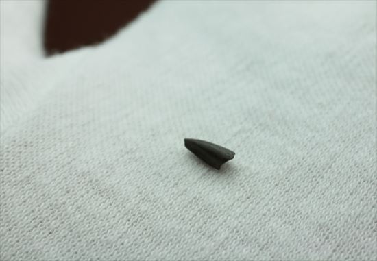 赤ちゃん?!ドロマエオサウルスのフットクロウ(Dromaeosaurus foot claw)(その5)