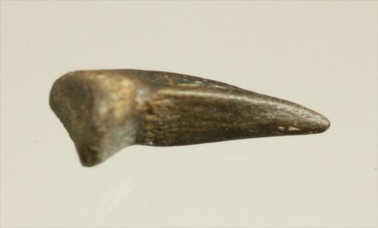 ストルティオミムスの赤ちゃん手爪(Hatchling Struthiomimus Dinosaur Hand Claw)（その2）