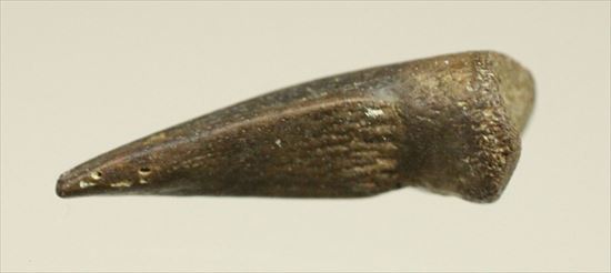 ストルティオミムスの赤ちゃん手爪(Hatchling Struthiomimus Dinosaur Hand Claw)（その3）