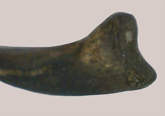 ストルティオミムスの赤ちゃん手爪(Hatchling Struthiomimus Dinosaur Hand Claw)（その5）