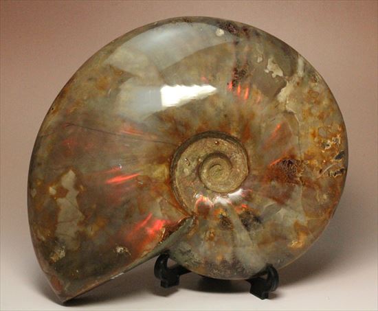 巨大!美品!なんと1kg超え!七色に輝くマダガスカル産クレオニセラス(その2)
