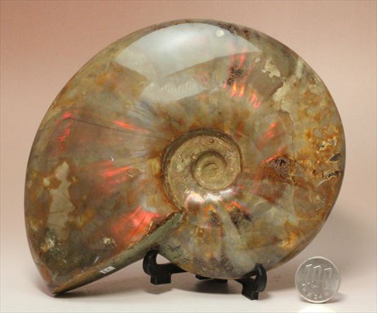 巨大!美品!なんと1kg超え!七色に輝くマダガスカル産クレオニセラス(その20)