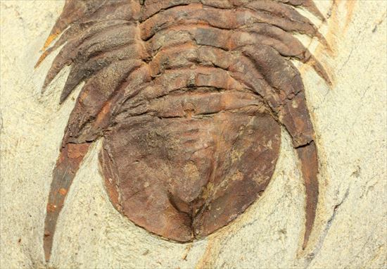 三葉虫化石 約10cm 初期の三葉虫、レア種。カーブ計測10cmオーバ。カンブリア紀