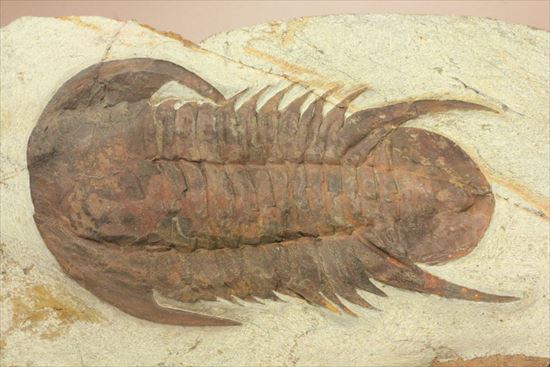 初期の三葉虫、レア種。カーブ計測10cmオーバ。カンブリア紀のレア