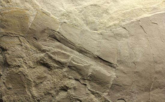 大きい！！体節まで保存されたウミサソリ ユーリプテルスポドリカス(Eurypterus podolicus)（その14）