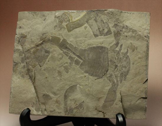 大きい！！体節まで保存されたウミサソリ ユーリプテルスポドリカス(Eurypterus podolicus)（その19）