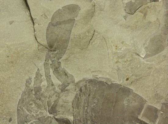 大きい!!体節まで保存されたウミサソリ ユーリプテルスポドリカス(Eurypterus podolicus)(その3)