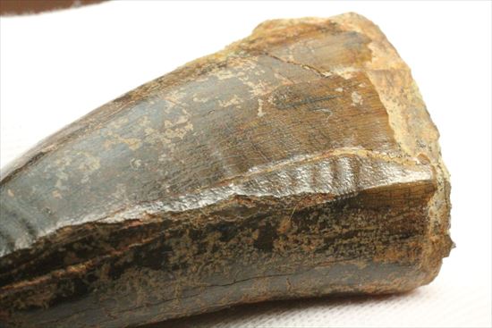 Amazon | SCIENCE Fossil Replica T-REX Tooth「T-REX