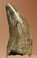 肉食恐竜ドロマエオサウルス科の大きい歯(ロングカーブ計測26mm)